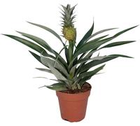 Plante d'ananas - Bromelia Ananas - plante d'intérieur tropicale - pot de Ø12cm - hauteur env. 30 cm - facile d'entretien & décoratif