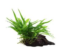 Plante d'aquarium Microsorum pteropus « Narrow » Fougère de Java Plante aquatique sur racine N° 008A YWS Plante d'aquarium Porte-racine Rhizome