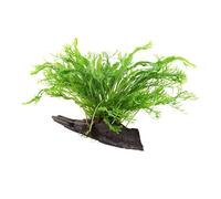 Plante d'aquarium Microsorum pteropus 'Windeløv' Javafarn Plante aquatique | sur racine n° 008B YWS Plante d'aquarium Rhizome
