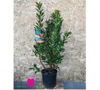Plante de Arbousier - pot Ø 17 cm - h. 50-60 cm