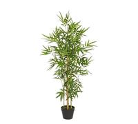 Plante de Bambou C-Pot H130Cm