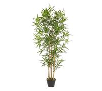 Plante de Bambou C-Pot H155Cm