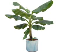 Plante de bananier Musa - Plante d'intérieur - hauteur env. 100 cm - Ø22 cm - avec pot Ocean Atlantikblau - Plante tropicale pour salon, balcon & bureau