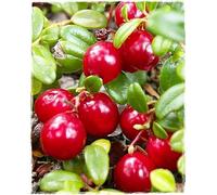 Plante de canneberge américaine aux fruits géants 'Pilgrim' en pot Ø 14 cm h. 20/30 cm