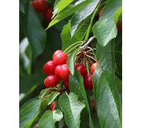 Plante de cerisier 'Giorgia' - Precoce - Vase Ø 20 cm - H. 150/180 cm