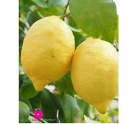 Plante de Citron 4 saisons ‘Citrus Limon’ - pot Ø 22 cm - h. 80-100 cm