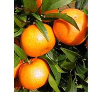 Plante de Clementina ou Mandorange 'Citrus Clementina' - en pot : Ø 22 cm - H. 80/90 cm
