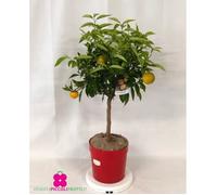 Plante de clémentine Citrus Clementina - pot Ø 22 cm - h. 80-100 cm