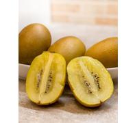 Plante de KIWI JAUNE Plante femelle « greffée » - en pot Ø 20 cm - H. 180/200 cm