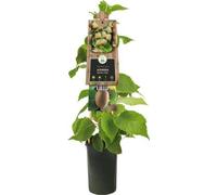 Plante de kiwi mâle Atlas 50-70 cm - Actinidia chinensis - Fécondation pour kiwi femelle - rustique