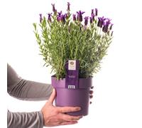 Plante de lavande française, petits arbustes persistants pour jardin, Lavandula Stoechas en pot de 3L.