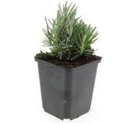Plante de lavande - Lavandula angustifolia 'Dwarf Blue' - Lavande vraie - Pot de 9cm - Set de 40 plantes