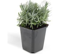 Plante de lavande - Lavandula angustifolia 'Hidcote' - Lavande vraie - Pot 9cm - Set de 6 plantes