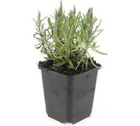 Plante de lavande - Lavandula angustifolia 'Munstead' - Lavande vraie - Pot 9cm - Set de 6 plantes