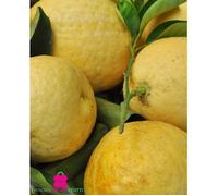 Plante de 'LIPO' Citrus Limon x Paradisi