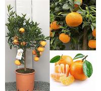 Plante de mandarinier SAVINI VIVAI, agrume de la Havane, mandarinier Apireno en pot de 20 cm hauteur 70 cm 2-3 ans de raffinement,