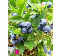 Plante de myrtille américaine à fruits géant 'Blueray' Intermedium - en pot Ø 14 cm H 40/50 cm