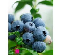 Plante de myrtille américaine à fruits géante 'Berkeley' en pot Ø 19 cm H 75 cm