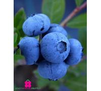 Plante de myrtille américaine fruit géant 'Legacy' Intermédiaire - En pot Ø 14 cm h 40/50 cm