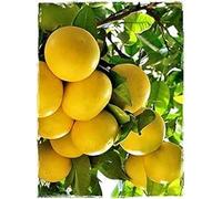 Plante de pamplemousse jaune Citrus Paradisi - en pot : Ø 22 cm - H. 80/90 cm