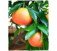 Plante de pamplemousse rose Citrus Paradisi - en pot : Ø 22 cm - H. 80/90 cm