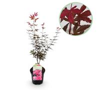 Plante de terrasse - Erable japonais - Acer palmatum Genêt à balai - Pourpre - 1 Plante - Caduque - 60-70cm - Ø25cm - Plante de jardin