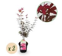 Plante de terrasse - Erable japonais - Acer palmatum Genêt à balai - Pourpre - 2 Plantes - Caduque - 60-70cm - Ø25cm - Plante de jardin