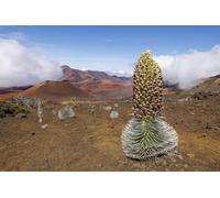 Plante d'épée d'argent à floraison rare (Argyroxiphium sandwicense macrocephalum) à l'intérieur du cratère Haleakala Haleakala National Park Maui Dormant Volcan Hawaï USA. Il est rare menacé et