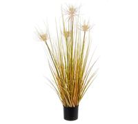 Plante Désert Paille C-Pot X4F H90