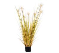 Plante Désert Paille C-Pot X7F H120