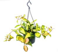 Plante d'intérieur à accrocher - Hoya carnosa "Lisa" - fleur de porcelaine panachée - fleur de cire - feu de circulation 14cm