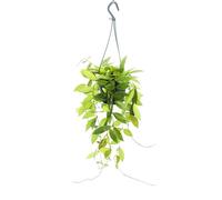 Plante d'intérieur à accrocher - Hoya gracilis - fleur de porcelaine - fleur de cire - feu de circulation 14cm