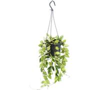 Plante d'intérieur à accrocher - Hoya krohniana Eskimo - fleur de porcelaine - fleur de cire - feu de circulation 14cm