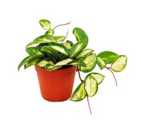 Plante d'intérieur à suspendre - Hoya carnosa tricolor - fleur en porcelaine - fleur en cire 12cm