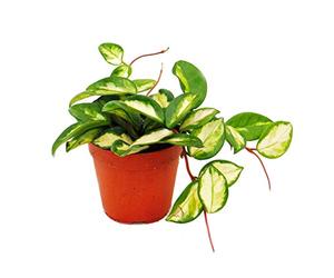 Plante d'intérieur à suspendre - Hoya carnosa tricolor - fleur en porcelaine - fleur en cire 12cm
