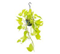 Plante d'intérieur à suspendre Scindapsus vert vif 14 cm pot suspendu