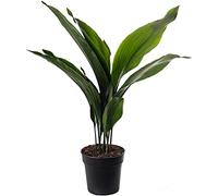Plante d'intérieur Aspidistra Elatior, aussi appelée Plante en fonte. Haute, exotique et toujours verte.