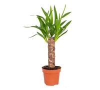 Plante d'intérieur - BLOOMIQUE - Yucca - Lis de palmier - Pot de culture D12 - H25-35 cm