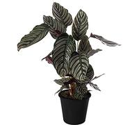 Plante d'intérieur Calathea Ornata, grande, réelle, persistante, rare et imposante.