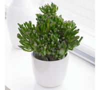 Plante d'intérieur Crassula ovata - Plante Jade ou Plante Monnaie - Plantes succulentes naturelles, idéales comme cadeaux de plantes d'intérieur (Crassula Hobbit, hauteur 20-25 cm pot inclus)