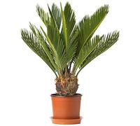 Plante d'intérieur Cycas Revoluta Sagoutier pour la Maison ou le Bureau (pot de 30 à 40 cm)