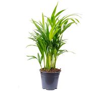 Plante d'intérieur facile d'entretien Areca Dypsis Lutescens, hauteur env. 55 cm, diamètre du pot de 14 cm
