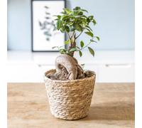 Plante d'intérieur : ficus + cache-pot