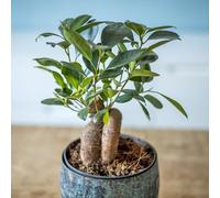 Plante d'intérieur ficus microcarpia