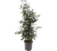 Plante d'intérieur grande et élégante, le Ficus pleureur Danielle est un véritable arbre d'intérieur, toujours vert et de grande taille.