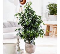 Plante d'intérieur grande et élégante, le Ficus pleureur Danielle est un véritable arbre d'intérieur, toujours vert et de grande taille.