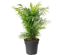 Plante d'intérieur grande, palmier de salon, toujours vert, exotique et rare.