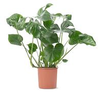 Plante d'intérieur Monstera Deliciosa, aussi appelée plante à fromage suisse, est un arbuste persistant en pot.