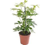 Plante d'intérieur rare, exotique et réelle : Schefflera Nora. Grande, toujours verte, idéale pour la maison.