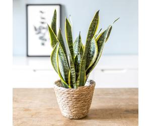 Plante d'intérieur : sansevieria + pot